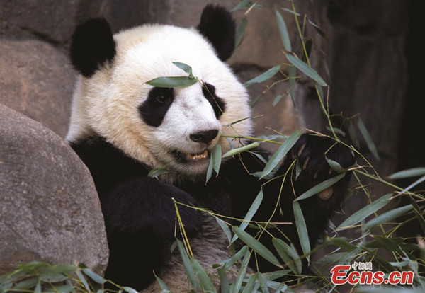 US-born giant pandas arrive in Chengdu 