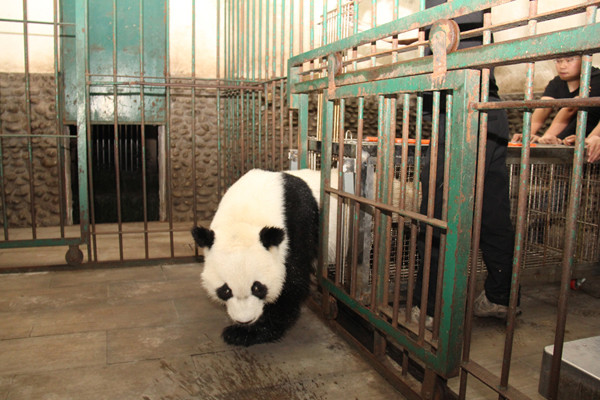 Two giant pandas born in the US have come home to China.