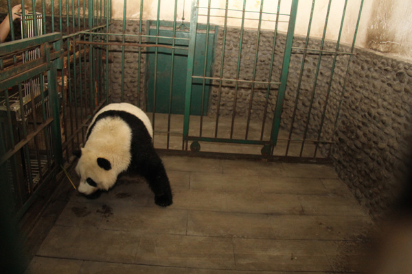 Two giant pandas born in the US have come home to China.