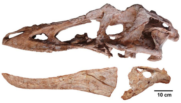 The skull of Qianzhousaurus sinensis (upper jaw in left lateral view and lower jaw in reversed right lateral view) is pictured in this undated handout photo. Scientists on Wednesday identified a new member of Tyrannosaurus rex's family, a beast named Qianzhousaurus sinensis that was up to 30 feet (9 meters) long and stalked China at the very end of the age of dinosaurs. [Photo/China Daily, Agencies]