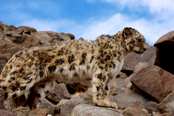 This snow leopard in Ngari prefecture, the Tibet autonomous region, was subdued in April after it attacked a local herdsman's flock of sheep. It was later set free. The number of snow leopards has sharply risen in recent years. Sampa Tsering / China News Service 