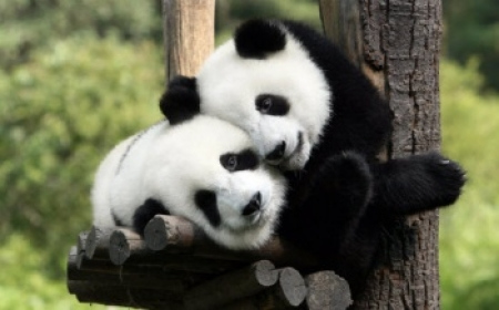A file photo of Fengyi and Fuwa, two giant pandas on loan to Malaysia from China. [Photo/Chinanews.com]
