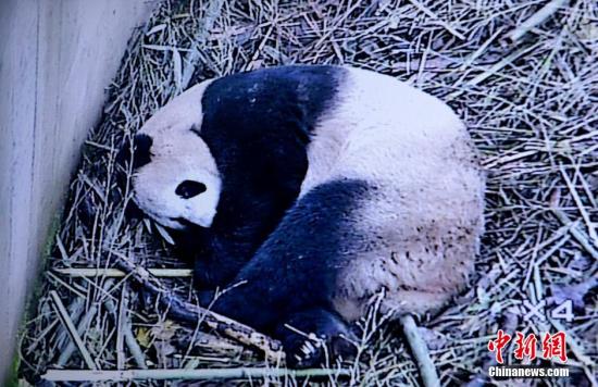 Giant panda Guo Guo [Photo / China News Service]