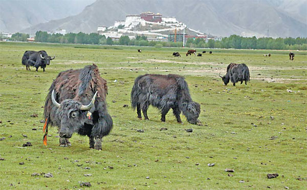 Yaks dot the scenery in the Lhalu Wetland Conservation area in Lhasa, Tibet autonomous region. Hu Yongqi / China Daily
