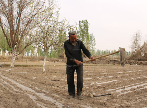 A farmer digs in a field in Shaya county, Aksu prefecture, one of the main areas for the cultivation of cotton in Xinjiang Uygur autonomous region. GAO BO / CHINA DAILY  