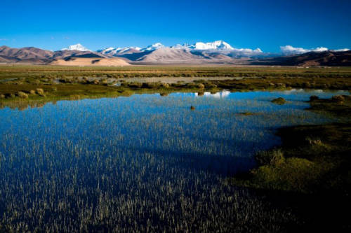 Mapham Yutso Wetland, most typical of Tibetan lake wetlands, provides habitats for a large number of water birds such as the black-nencked cranes and bar-headed geese. [Photo/China Tibet Online]