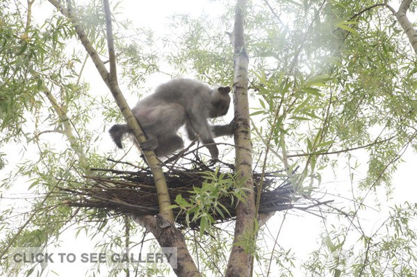 The undated photo shows a member of a birds-clearing team at a military airport gives rewards after the rhesus macaque monkey removes birds' nests. 