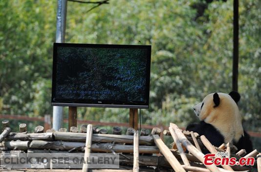 Giant panda Sijia watches TV at Yunnan Wild Animals Park in Kunming of southwest China's Yunnan province on April 14, 2014. [Photo: China News Service / Liu Ranyang] 