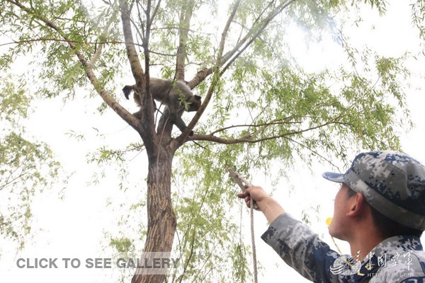 The undated photo shows a rhesus macaque monkey climbs onto a tree to remove a bird nest. A military airport has sought the help of monkeys to remove bird's nests that pose a threat to flight security, according to the official website of the Chinese Air Force. [Photo: kj.81.cn]