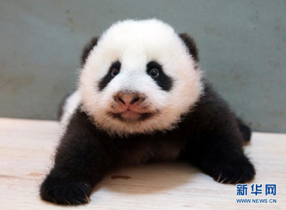 Giant panda cubs in China are making their predictions for the outcomes of the FIFA World Cup in Brazil -- the East's answer to former soccer soothsayer, Paul the Octopus.[Photo: Xinhua]