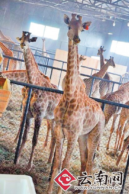 Last November, 23 baby giraffes from South Africa arrived in Yunnan Province, southern China.  Half a year later, the giraffes at Yunnans wild animal zoo are still too shy to meet the public.