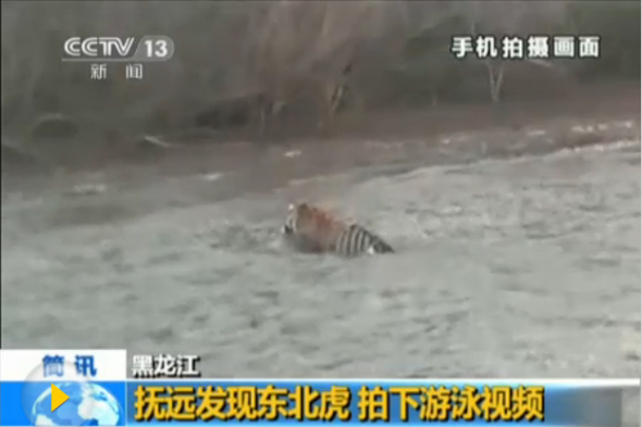 A 10-minute video clip recorded by a fisherman with his mobile phone shows a wild Siberian tiger swimming in a river in northeast China's Heilongjiang province. [Screenshot from CCTV]