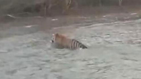 In China's northeastern province of Heilongjiang, a wild Siberian tiger has been caught on camera taking a summer swim.
