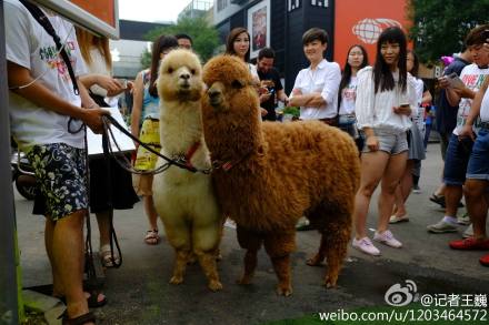 Two alpacas, nicknamed grass mud horse by the Chinese, do modeling jobs on a bar street in Beijing. It is said that the rent for the two models is 7,000 yuan (US$1,150) a day. [photo / Weibo]