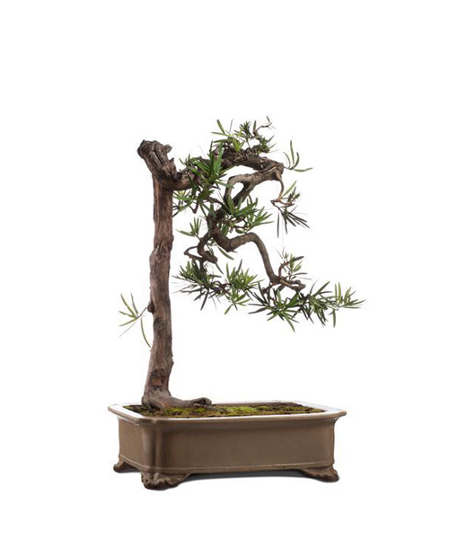A classic Chinese bonsai trees on sale at Sotheby's Hong Kong