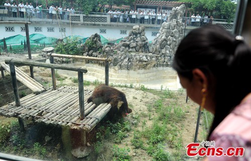 A bear is subdued with an anesthetic dart during an emergency drill at a zoo in Chengdu, Southwest China's Sichuan province, June 19, 2014. [Photo/Liu Zhongjun]