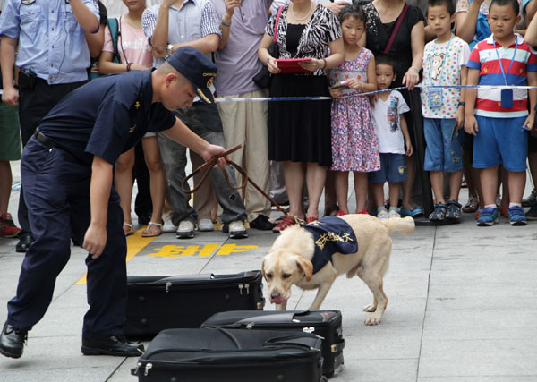 A sniffer dog hunts for contraband during a public open-day event held by the customs office in Guangzhou, Guangdong province, on Sunday. Zou Zhongpin / China Daily