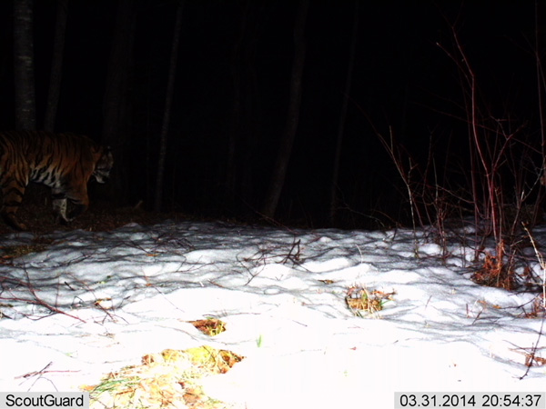A WWF camera trap photographed a wild Amur tiger on March 31. Provided to China Daily