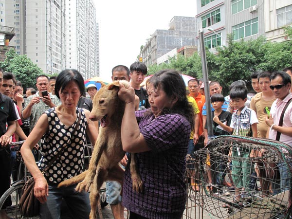Yang Yuhua (R, front) and a woman surnamed Zhao tried to put dogs she bought in the Dashichang market into cages. The dog lovers spent a total of 16,000 yuan to buy about 50 dogs on Friday. [Photo by Hou Liqiang/chinadaily.com.cn] 