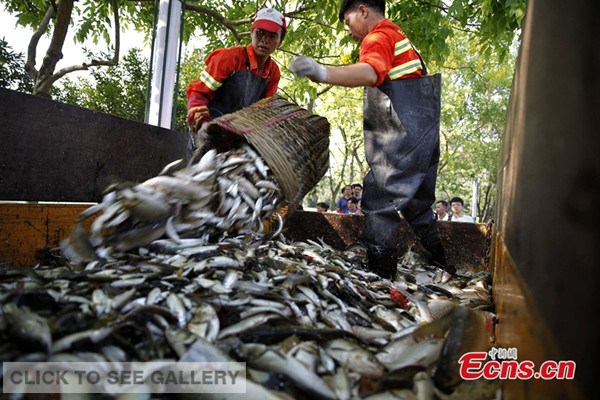 Fish which were removed from a pond of a park in Foshan, Guangdong province are dumped onto a truck on June 5, 2014. [Photo: CFP]