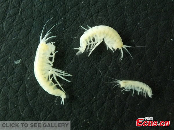 A new species of cave-dwelling shrimp has been found in Longmenshan township of Pengzhou city, southwest China's Sichuan province in June 2014, according to researchers of a local insect museum. (Photo: China News Service)