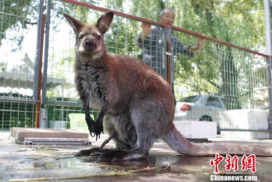Photo taken on June 26 shows a Kangaroo from Australia walks in Beijing Chaoyang Park. (Photo/Chinanews.com)