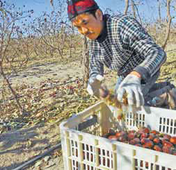 A farmer collects jujubes in Hotan prefecture in Xinjiang Uygur autonomous region in November. The fruit, welcomed in markets, brings more income to locals. Zhao Ge / Xinhua