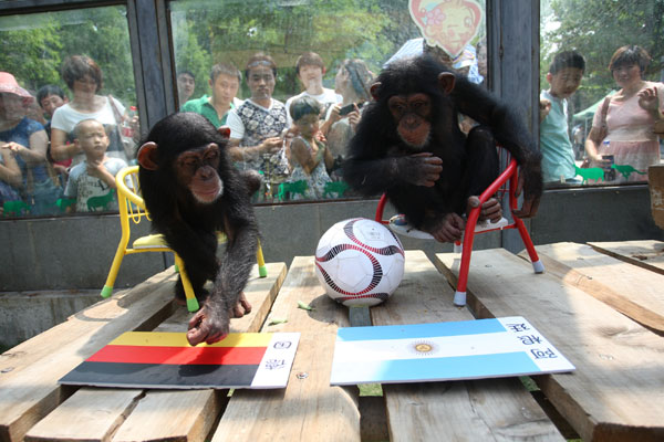 Li Li (left), an African chimp, points at a German flag, signaling that Germany will beat Argentina in the finals of the 2014 World Cup, in a zoo in Yantai, Shandong province, on Sunday. Shen Jizhong / for China Daily