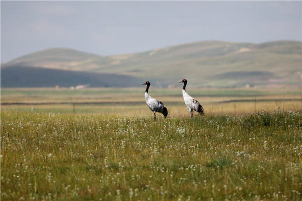 Black-necked crane and Chinese monal are among the rare birds that Shen You has photographed. Photos provided to China Daily