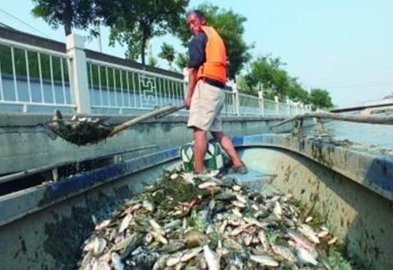 Thousands of dead fish suspected of being freed by local residents floated to the surface of the Tonghui River in Beijing due to the rivers high temperature.