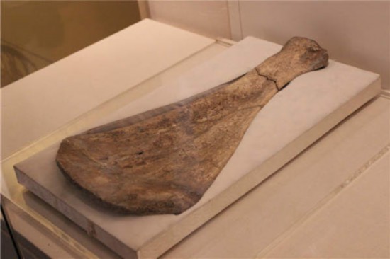 The world's largest oracle bone script written on ox scapulae.(Photo by Wang Kaihao / China Daily)