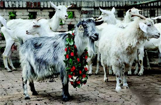 Chinas first successfully cloned sheep, Yang Yang, has just had its 14th birthday.