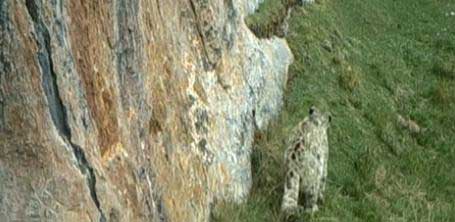 Zoologists have spotted a habitat with the greatest density of snow leopards in the entire country, located in western China��s Qinghai province.