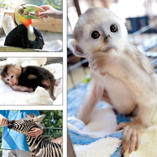 Shanghai Zoo recent arrivals, (clockwise from top left) a hornbill, a snub-nosed monkey, a zebra and a lion-tailed monkey, are among 130 animals born there in the first half of the year.  Wang Rongjiang/Shanghai Daily