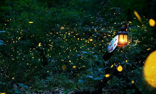 Demand for fireflies during Qixi threatens the species. Photo: CCTV.com