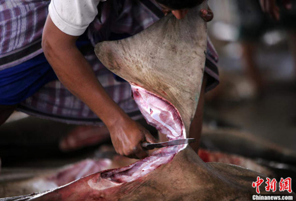 A shark's fins are cut off. [File photo]