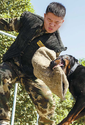Trainer Zheng Nan works with police dog Defu in Urumqi, capital of the Xinjiang Uygur autonomous region. Police dogs are being used to combat terrorism in the region. Chen Feng / For China Daily