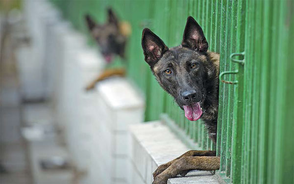 Police dogs at a police dog center in Urumqi, capital of the Xinjiang Uygur autonomous region on July 8.