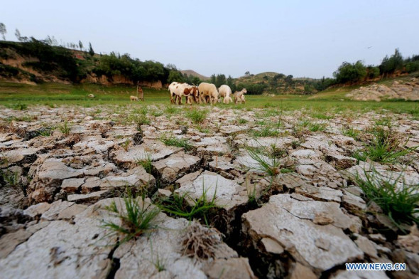 Sheep graze in the dried-up Longwei Reservoir in Qianjing town of Yuzhou city, central China's Henan province, Aug 5, 2014. Lasting drought in Henan has led to the drop of streamflow of rivers, left 35 percent of the medium- and small-sized reservoirs dried up and affected 740,000 people and 100,000 cattles. (Xinhua/Zhu Xiang) 