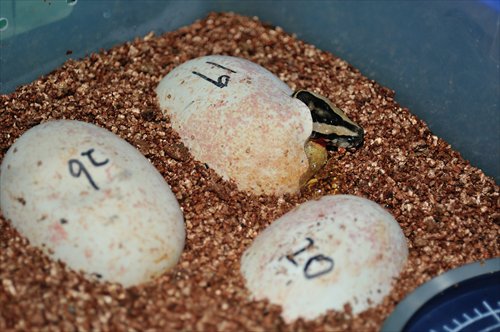 A baby python hatches from an egg. Photo: Courtesy of the Shanghai Zoo