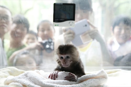 Without its mother, the little lion-tailed monkey is often insecure. Photo: Courtesy of the Shanghai Zoo