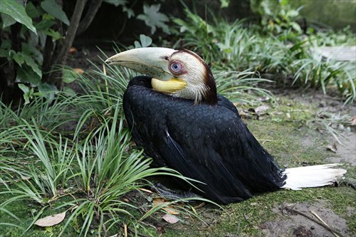 One of the zoo's wreathed hornbills Photo: Courtesy of the Shanghai Zoo