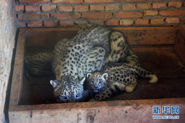  Photo taken on August 13 shows snow leopard twins and their mother. [Photo: Xinhua / Guo Qiuda]