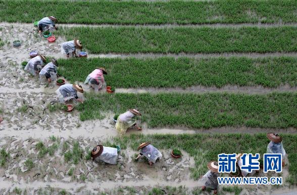 Farmers plant the new hybrid rice breed in the experiment field in central China's Hunan Province. [File Photo: Xinhua/Zeng Yong]