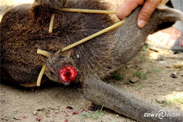 A safari park in northwest China's Shaanxi Province has removed the antlers of many male sika deer, claiming that such measures prevent adult deer from hurting each other. [Photo/cnwest.com]