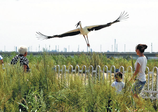 An oriental white stork is freed in Daqing, Heilongjiang province, on Aug 3, after it recovered from an injury. Shao Guoliang / Xinhua