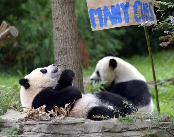 Panda cub Bao Bao plays during a traditional Zhuazhou ceremony at her first birthday celebration at the National Zoo in Washington D.C., Aug. 23, 2014. Some 20,000 visitors are expected to attend the celebration for the first birthday party of the female giant panda cub. (Xinhua/Yin Bogu) 