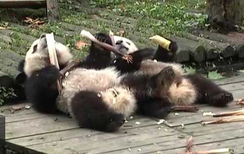 China established its first center for old and sick pandas in southwest Chinas Sichuan Province two years ago.Aged pandas in the center are given a bigger enclosure, with a garden covering 100 square meters, but they are not open to the public due to their health conditions.