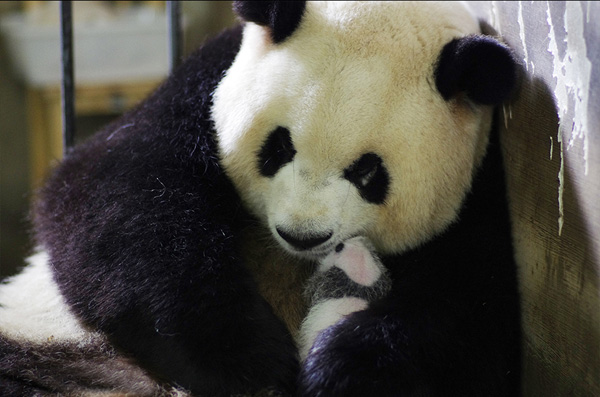 Mao Mao and her cub Mao Ge appear at the Chengdu Research Base of Giant Panda Breeding in Sichuan province. They were chosen to replace panda Ai Bang in a live broadcast about new cubs after it was found that Ai Bang was not pregnant. 