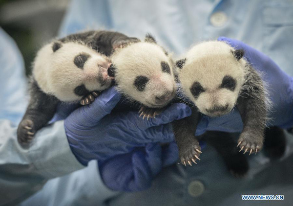 Giant panda experts conduct a health test for newborn giant panda triplets who have just turned 31 days old at the Chimelong Safari Park in Guangzhou, capital of south China's Guangdong Province, Aug. 28, 2014. [Photo/Xinhua]